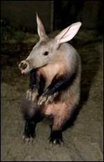 does an aardvark have teeth