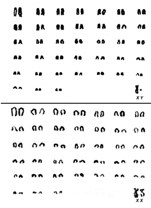 Karyotype of male and female domestic dogs.